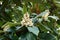 The flowers of loquat