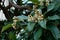 The flowers of loquat