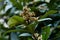 The flowers of loquat