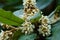 The flowers of loquat