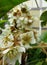 Flowers loquat