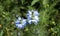 Flowers of Love-in-a-mist. Gently blue flowers of ragged lady