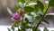 Flowers of lungwort at home on the window.