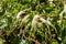 Flowers of Madeira vine, Anredera cordifolia