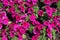 Flowers of magenta colored petunia in June