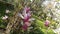 Flowers of magnolia blooming in the garden on sunnyday at spring.