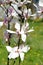 Flowers of a magnolia of Sulanzha Magnolia Ã—soulangeana Soul. - Bod. close up