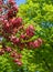 Flowers of Malus Royalty crab apple trees