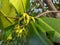 Flowers Mangroves are a type of dicot plant that live in brackish water and seawater habitats.