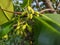 Flowers Mangroves are a type of dicot plant that live in brackish water and seawater habitats.