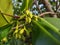 Flowers Mangroves are a type of dicot plant that live in brackish water and seawater habitats.