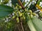 Flowers Mangroves are a type of dicot plant that live in brackish water and seawater habitats.