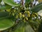 Flowers Mangroves are a type of dicot plant that live in brackish water and seawater habitats.