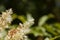 Flowers of a manna ash, Fraxinus ornus