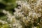 Flowers of a manna ash, Fraxinus ornus