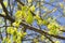 Flowers of the maple tree. Blooming maple tree branches. Springtime