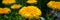 Flowers marigold decorative in the garden on a blurred green background. Web banner