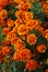 Flowers Marigolds.