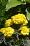 Flowers of marigolds during flowering. Beautiful flowering garden shrubs blooming in summer. Close-up yellow flower