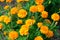 Flowers marigolds photographed close-up. Place for your text.