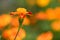 Flowers Marigolds. Side view. High resolution photo. Selective focus