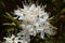 Flowers of marsh Labrador tea Rhododendron tomentosum