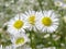 Flowers on meadow - close up