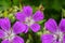 Flowers of the meadow geranium ( Geranium pratense