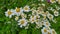 Flowers of meadow medicinal chamomile in the meadow
