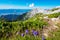 Flowers on the meadow on top of the mountain