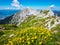 Flowers on the meadow on top of the mountain