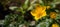 Flowers medicinal herbs plant background banner panorama - Blooming fresh Caltha palustris Ranunculaceae yellow yolk flowers on