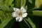 Flowers of a medlar, Mespilus germanica