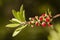 Flowers of Melaleuca viminalis, weeping bottlebrush