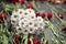 Flowers on memorial. Bouquet of flowers on gravestone