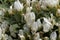 Flowers of the milkvetch Astragalus angustifolius
