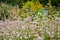 Flowers of millet blooming in Nepal