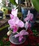 Flowers of mini orchids. orchid in pink stripes at home. Purple lips. home plants. tropical flowers inside house