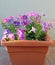 Flowers of mini petunias in a pot growing outdoors, Calibrachoa Hybrid