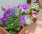 Flowers of mini petunias in a pot growing outdoors, Calibrachoa Hybrid