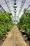 Flowers in modern greenhouse