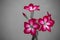Flowers mood adenium black and white pink type