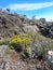 Flowers on moorland zone in mountain kilimanjaro