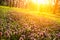 Flowers in morning light