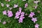 Flowers of moss campion Silene acaulis