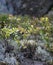 Flowers, moss  macro close up summer mountain nature kareliya floral