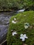 Flowers, moss and rivers