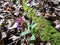 Flowers and moss in spring