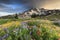 Flowers and mountain