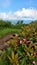 Flowers on mountain bald